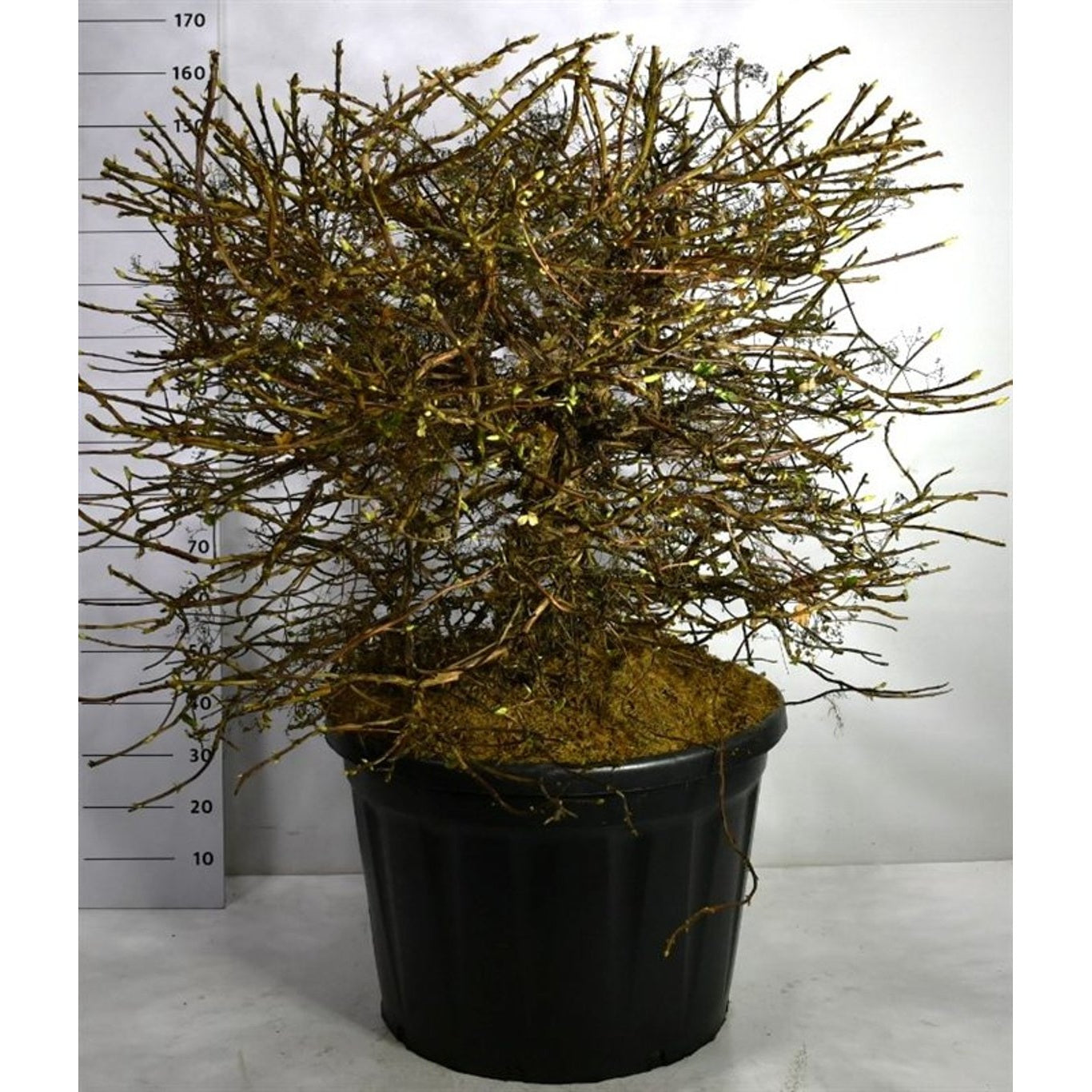 Hortensia – Hydrangea arborescens 'Pink Percussion' - 120-130 CM Ball C180